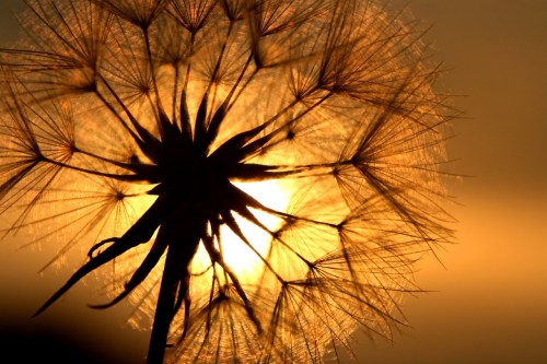 dandelion-1684903_1280