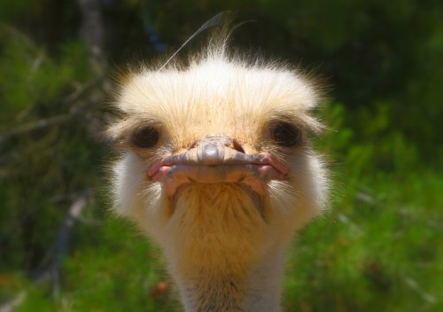 ostrich-992753_1280