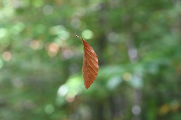 suspended-leaf-3166771_1280